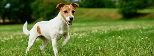 Grass, Flowers, and Plants: Can They Cause Problems for Your Dog?