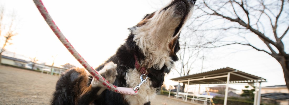 What Foods Make Dogs Itchy?