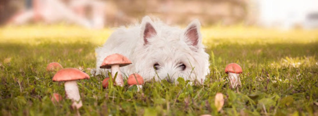 Can Dogs Eat Mushrooms? Can They Be Allergic?