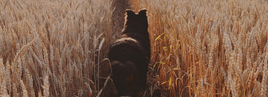 Can Dogs Eat Barley? Is It Safe?