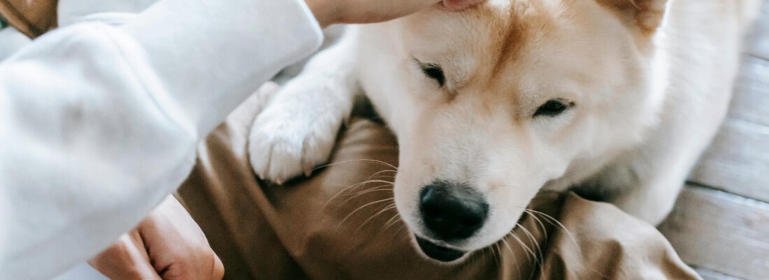 Can Dogs Eat Cashew Nuts?