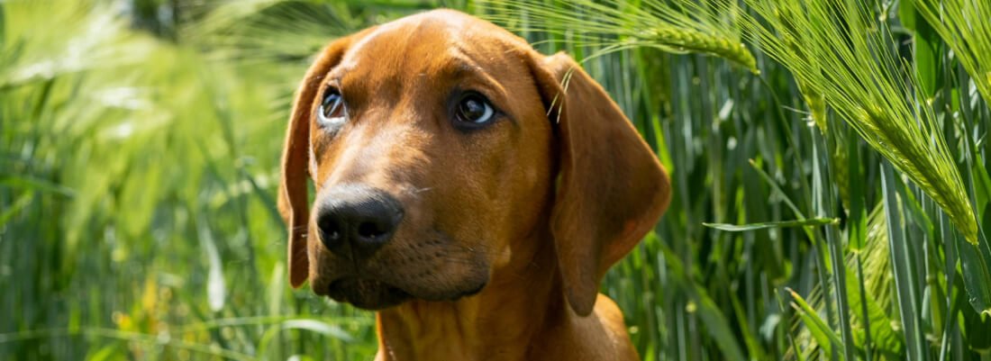 Can Dogs Eat Cauliflower?