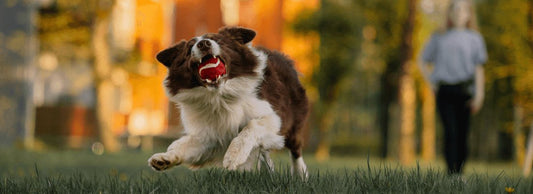 Can Dogs Eat Cranberries? Yes or No?