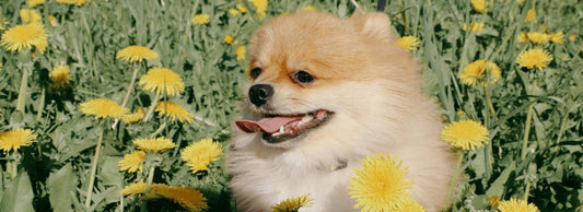 Can Dogs Eat Dandelions?