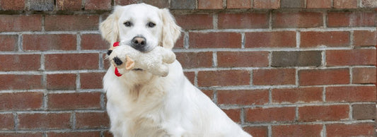 Can Dogs Eat Lentils? What Happens If They Do?