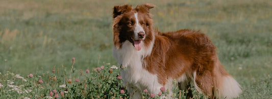 Can Dogs Eat Raspberries?