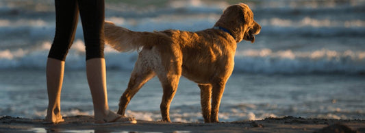 Can Dogs Eat Shrimp? How Much is Safe?