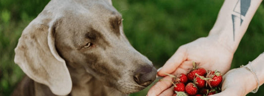 Can Dogs Eat Strawberries & Strawberry Leaves?